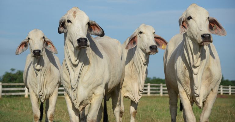 Como Criar A Ra A De Gado Brahman Na Pecu Ria De Corte Agrishow